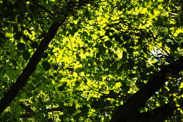 Fototapeta premium Nature Poland