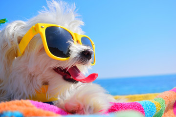 happy puppy with sunglasses
