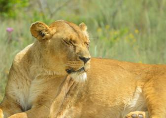 Closeup of a beautiful young brown African Lioness sitting idle during a safari in a nature reserve in South Africa