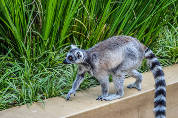 Closeup portrait of an enadangered cute ring tailed Lemur l Lemu
