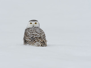 Female Snowy Owl Sitting on Snow Field, Portrait