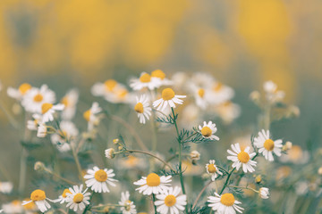 Beautiful chamomile field flowers. Nature summer scene with blooming medical chamomilles