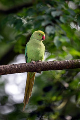 Rose-ringed parakeet on a tree branch in habitat