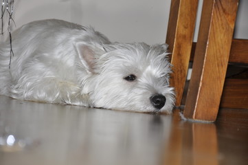 Dog West