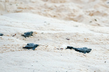 Baby turtles doing their first steps to the ocean. Praia Do Forte, Bahia, Brazil. Little Sea Turtle Cub, Crawls along the Sandy shore in the direction of the ocean to Survive, Hatched, New Life.