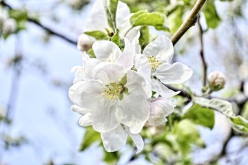 Obraz premium Sakura branch. Natural background. Natural landscape. Floral design. Nature floral background. Spring background. Natural color. Cherry blossom.
