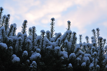snow on yew hedge on winter morning