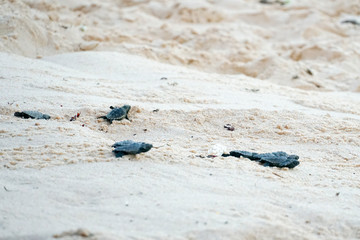 Baby turtles doing their first steps to the ocean. Praia Do Forte, Bahia, Brazil. Little Sea Turtle Cub, Crawls along the Sandy shore in the direction of the ocean to Survive, Hatched, New Life.