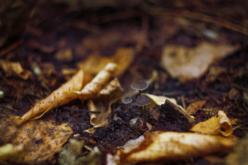 black little grebes in the forest