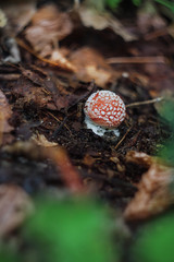 mushroom in the forest