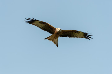 Fototapeta premium red kite in flight (milvus milvus)