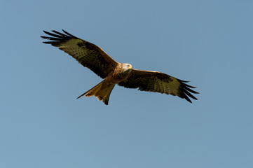red kite in flight (milvus milvus)