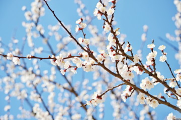 Flowering branch sakura spring. Spring pink flowers. Floral card nature. Blossom flowers. Natural landscape. Nature love. Cherry isolated. Sunny day. Natural color. Floral pattern