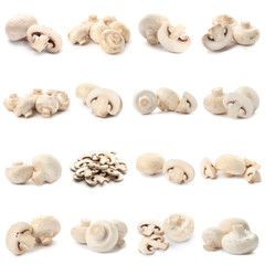 Set of fresh delicious champignon mashrooms on white background