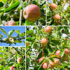 Collage - rote Äpfel wachsen am Baum