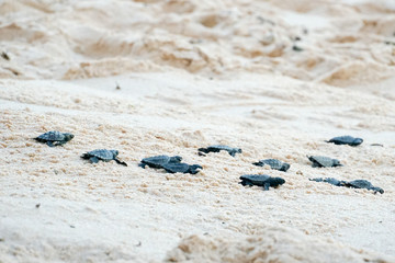 Baby turtles doing their first steps to the ocean. Praia Do Forte, Bahia, Brazil. Little Sea Turtle Cub, Crawls along the Sandy shore in the direction of the ocean to Survive, Hatched, New Life.