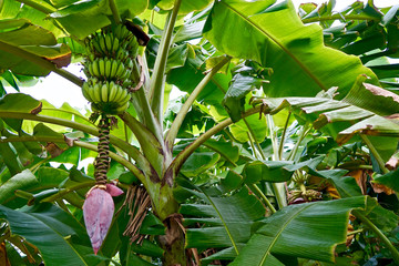 Banana tree 