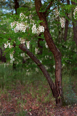 tree in spring