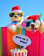 christmas puppys with sunglasses