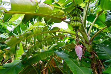 Banana tree 