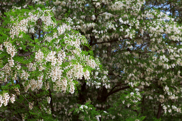 Obraz premium blooming acacia in spring