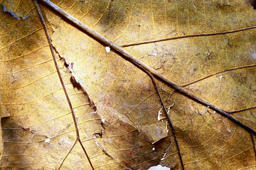 Leaf dry background texture