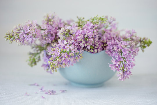Close-up floral composition with a lilacs. Pastel colors.