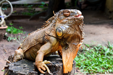iguana on a branch