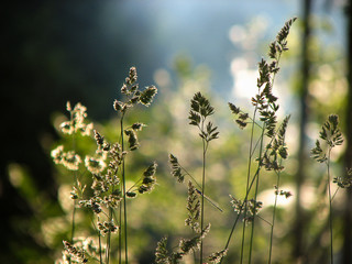 wild flowers in the field