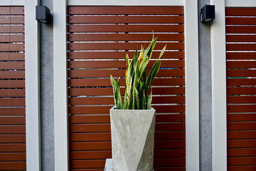 Flowerpot and wall wood
