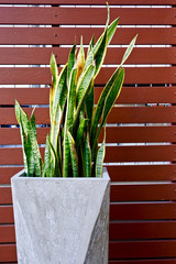 Flowerpot and wall wood