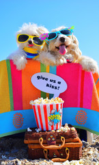 happy dogs with sunglasses