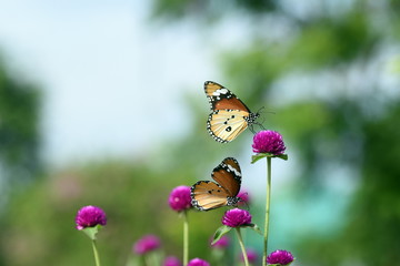 photo of butterfly at Flower in the garden