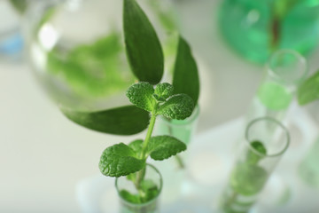 Green plant in test tube on blurred background, closeup. Biological chemistry