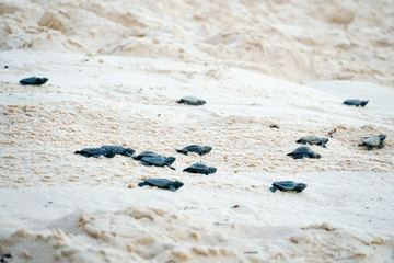 Baby turtles doing their first steps to the ocean. Praia Do Forte, Bahia, Brazil. Little Sea Turtle Cub, Crawls along the Sandy shore in the direction of the ocean to Survive, Hatched, New Life.