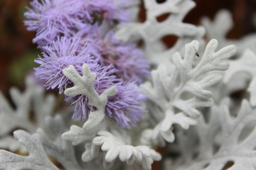 White moss with purple flower at close magnification. Natural ecological white and purple background