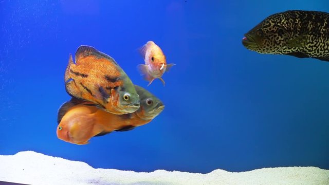 Different fish on blue Screen. The fish float in the water column