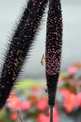 photo Close Up Insect at blackan purple flower in the garden