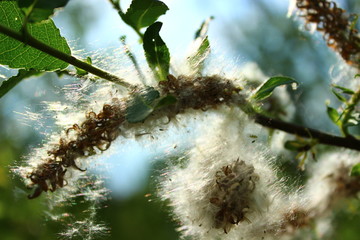 The fuzzy, tender buds of the Salix Triander tree are a variety of willow. Natural Ecological Background