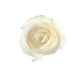 Beautiful fresh rose on white background, top view. Perfect gift