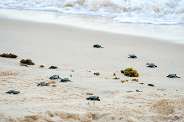 Baby turtles doing their first steps to the ocean. Praia Do Forte, Bahia, Brazil. Little Sea Turtle Cub, Crawls along the Sandy shore in the direction of the ocean to Survive, Hatched, New Life.