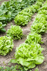 Organic lettuce growing in the garden