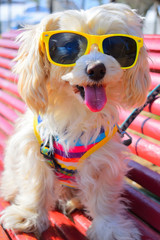 happy dog with sunglasses