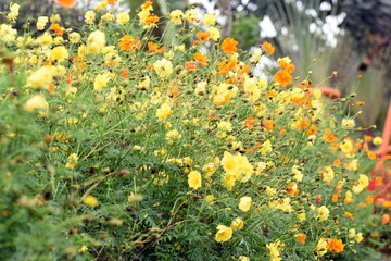 photo of blooming yellow flower garden in the morning
