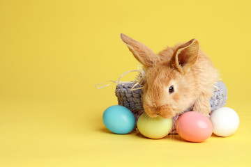 Fototapeta na wymiar Adorable furry Easter bunny in basket and dyed eggs on color background, space for text
