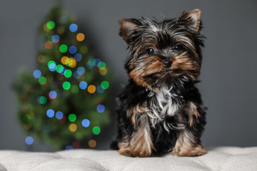 Cute Yorkshire terrier puppy and blurred Christmas tree on background, space for text. Happy dog