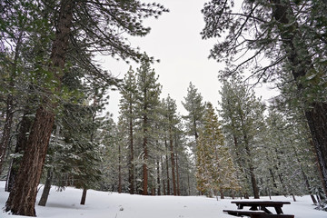 Pine mountain and Snow 