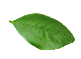 Fototapeta na wymiar Fresh green orange leaf isolated on white