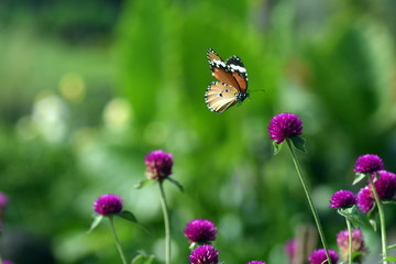 photo of butterfly at Flower in the garden