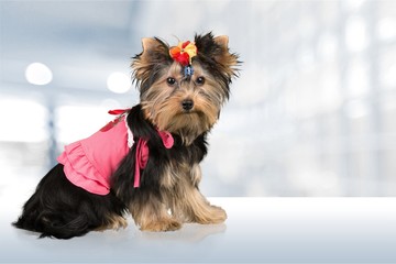 Small cute dog examined at the veterinary doctor, close-up